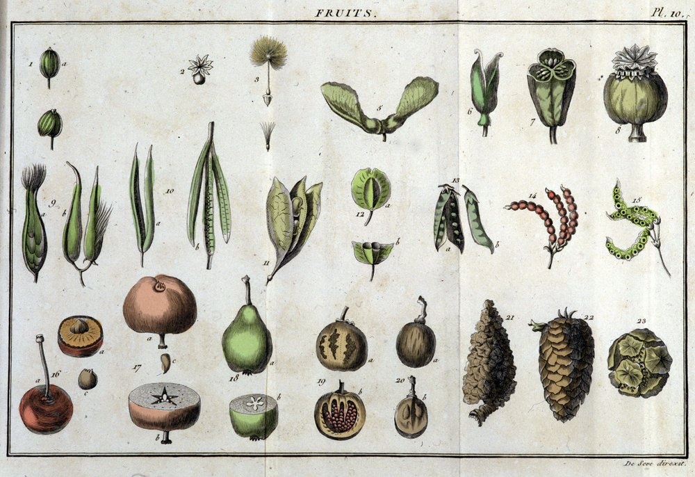 Fruits: in “Flora Françoise, or a brief description of all the plants that grow naturally in France, arranged according to a new method of analysis to which the quotation of their least equivocal virtues in medicine and their usefulness in the arts” by Unknown artist