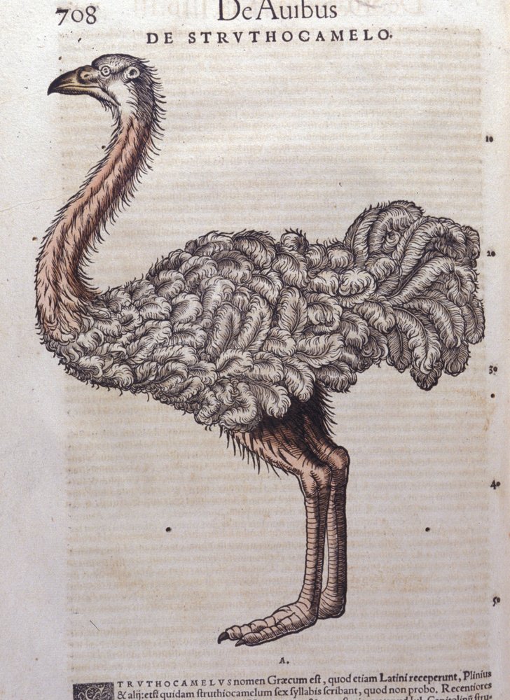 The ostrich from Historiae animalium by Konrad Gesner, Tiguri