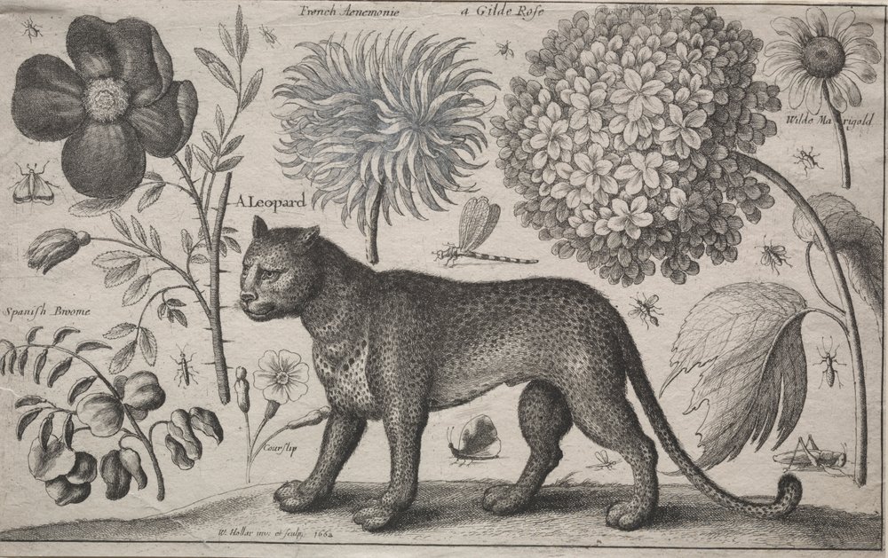 Animals and Plants: Leopard with Plants and Insects
