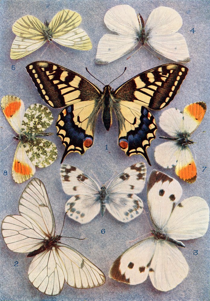 Different types of butterflies, illustration from the book Butterflies ...