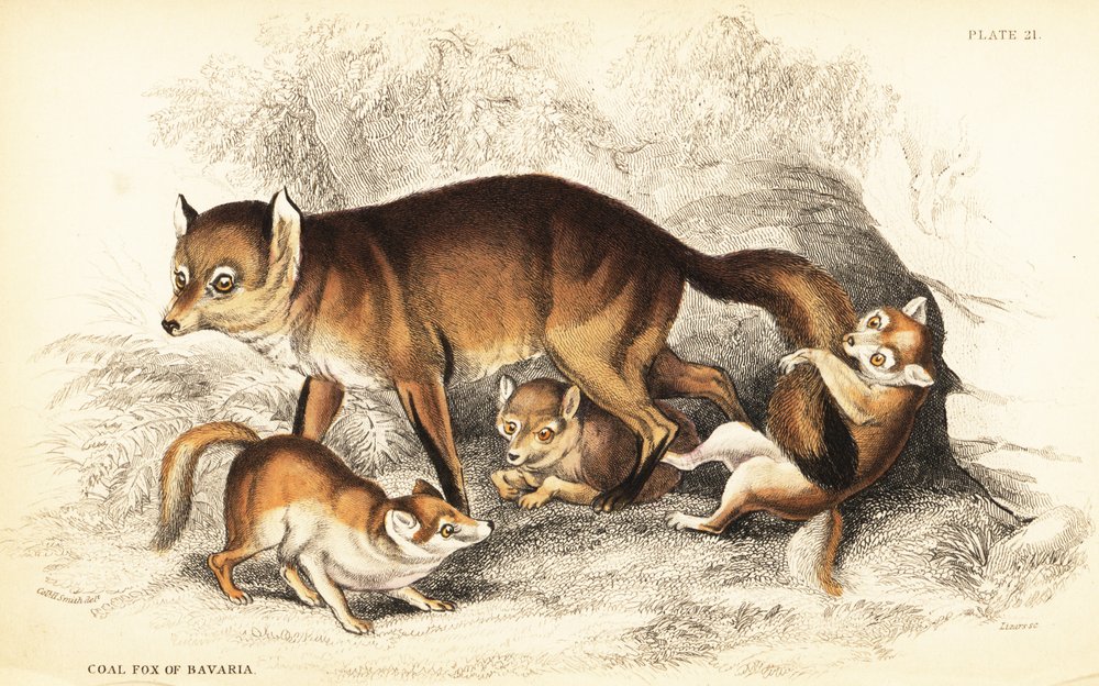 Variety of Red Fox, Vulpes vulpes, with Cubs