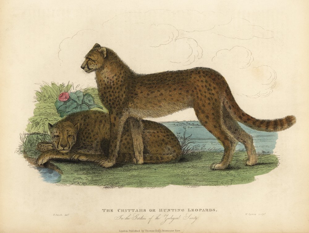 Cheetah, Acinonyx jubatus by William Smellie
