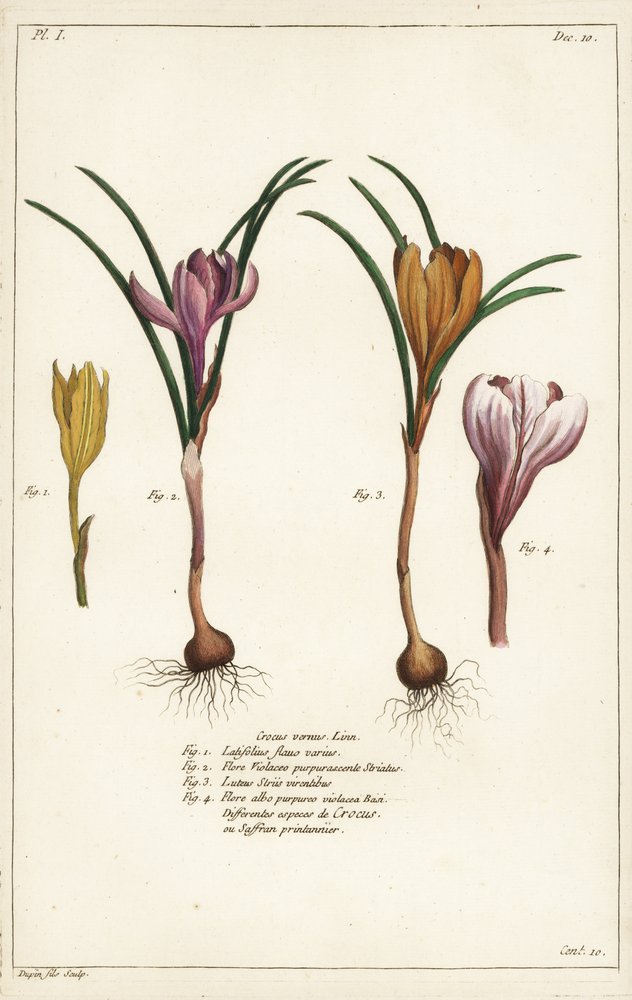 Different Species of Spring Crocus, Crocus vernus, Linn by the Younger Dupin