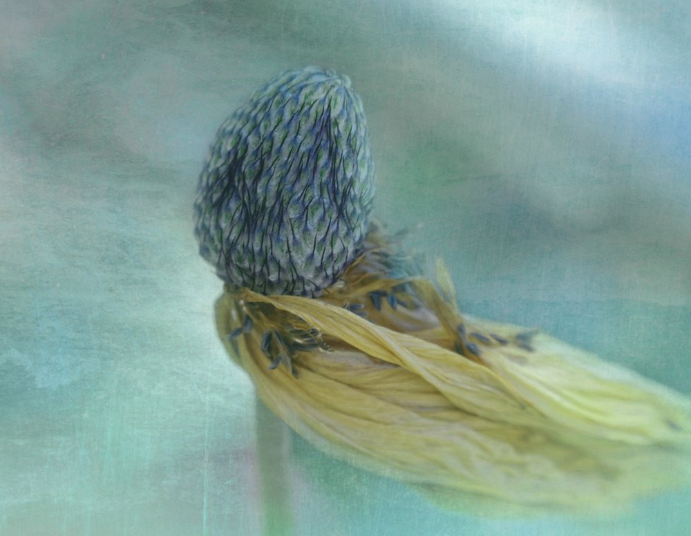 Soft Blue Bloom by Adriana Kastelan