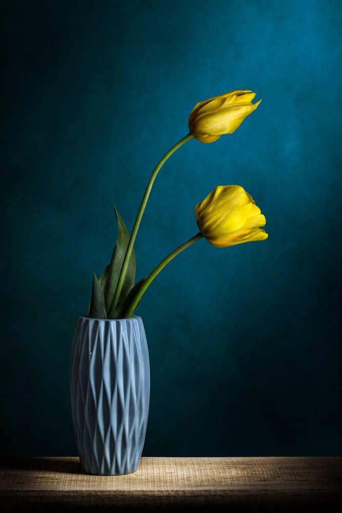 Elegant Yellow Tulips by Adriana Vitale