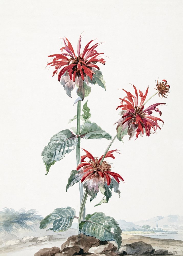 A Red Bergamot In a Landscape by Aert Schouman