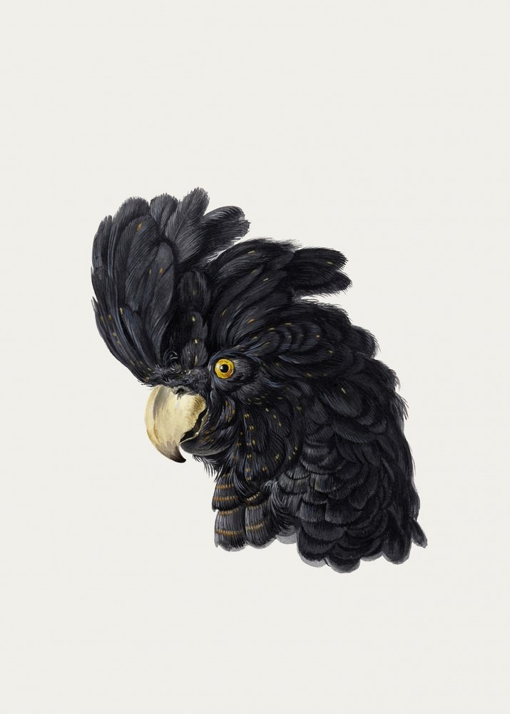 Head of a Cockatoo by Aert Schouman