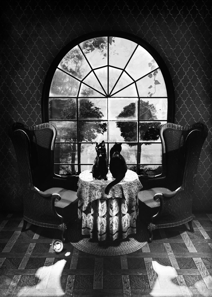 Mysterious Black Cats by Ali Gulec