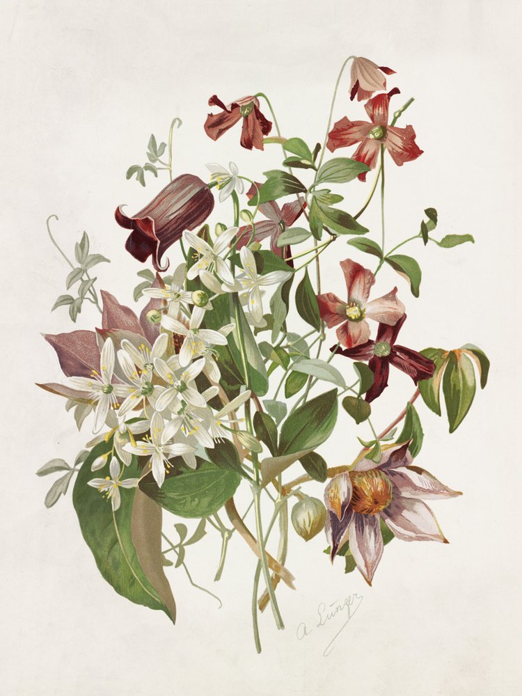 Clematis by Alois Lunzer