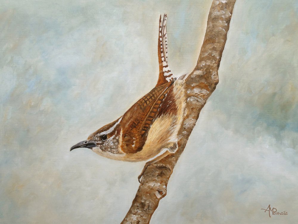 Carolina Wren on Branch by Angeles M. Pomata