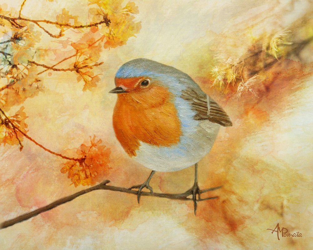 Charming Spring Robin by Angeles M. Pomata