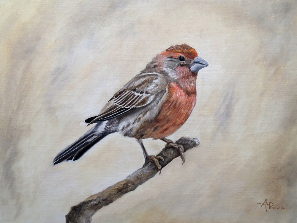 Perched House Finch by Angeles M. Pomata