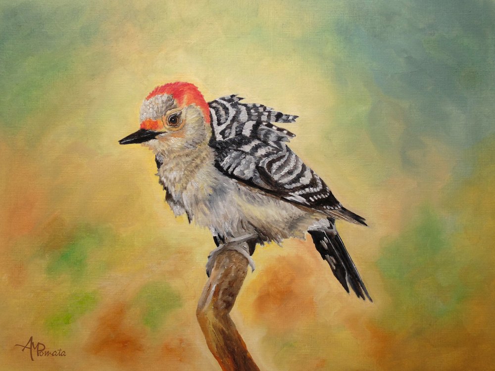 Red-bellied Woodpecker by Angeles M. Pomata
