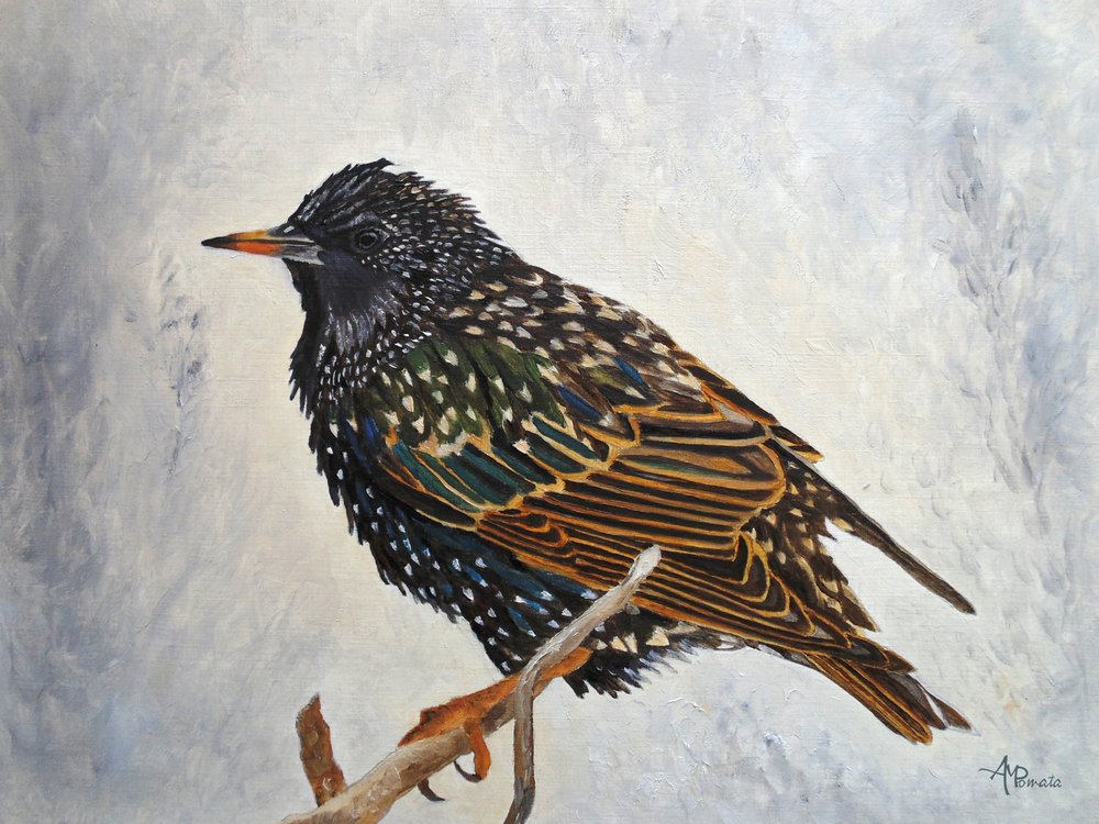 Vibrant European Starling by Angeles M. Pomata