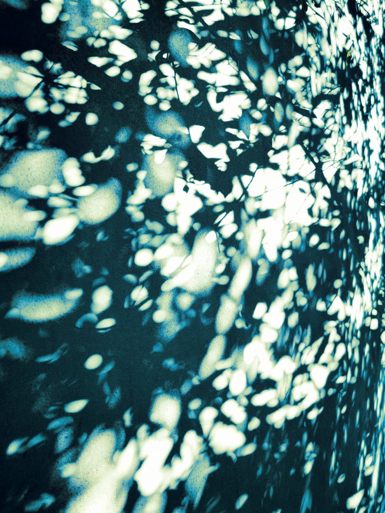 Abstract Leaf Shadows by Angelo Cerantola