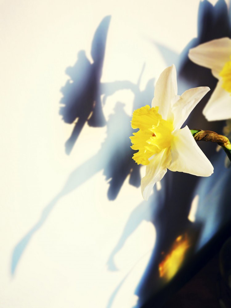 Daffodil Shadow Play by Angelo Cerantola