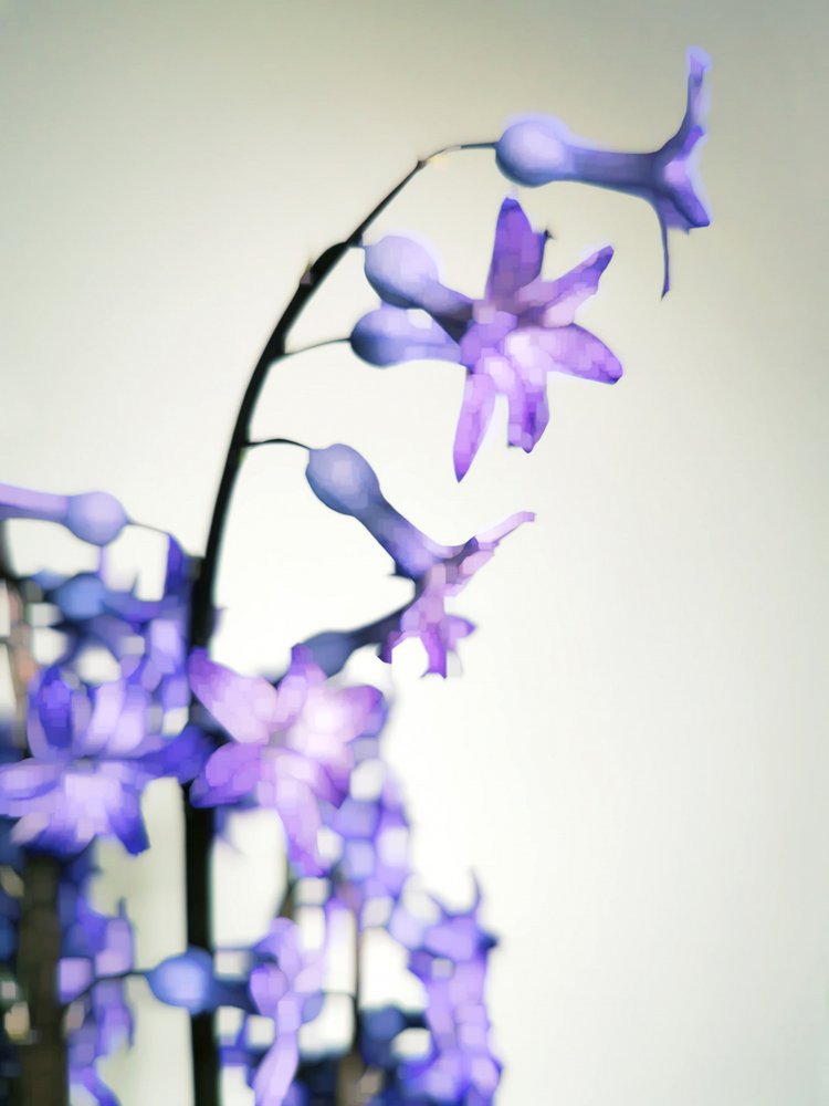 Delicate Purple Blooms by Angelo Cerantola