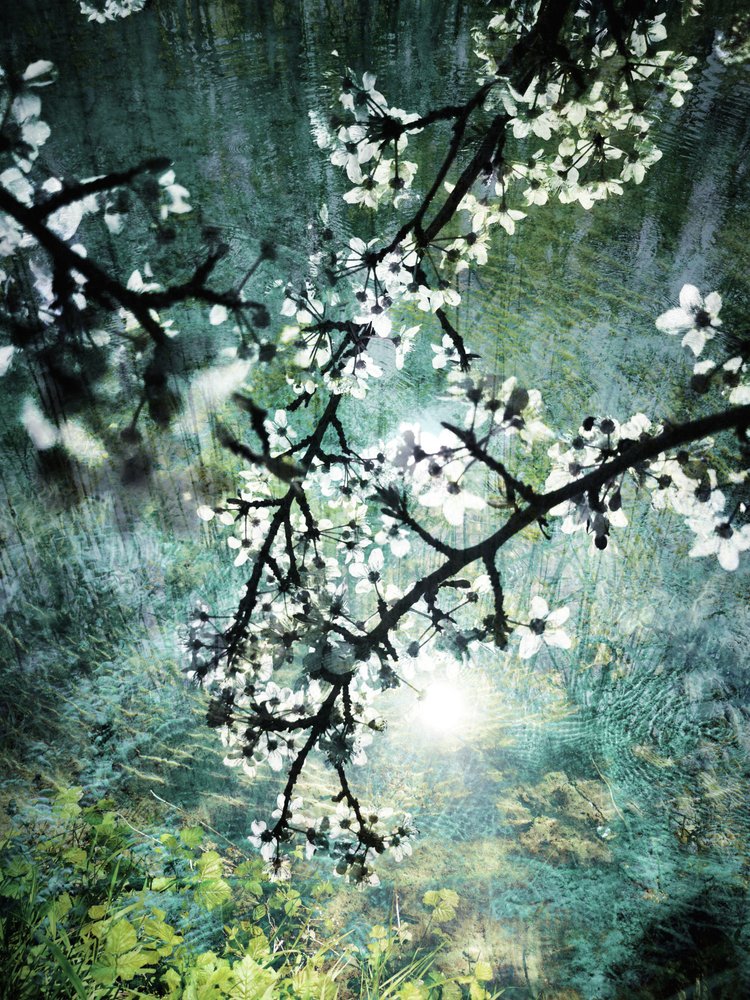 Ethereal Forest Bloom by Angelo Cerantola