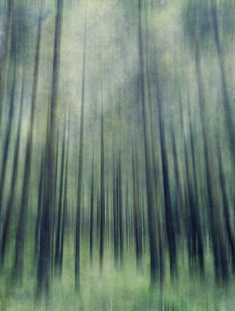 Ethereal Forest Light by Angelo Cerantola