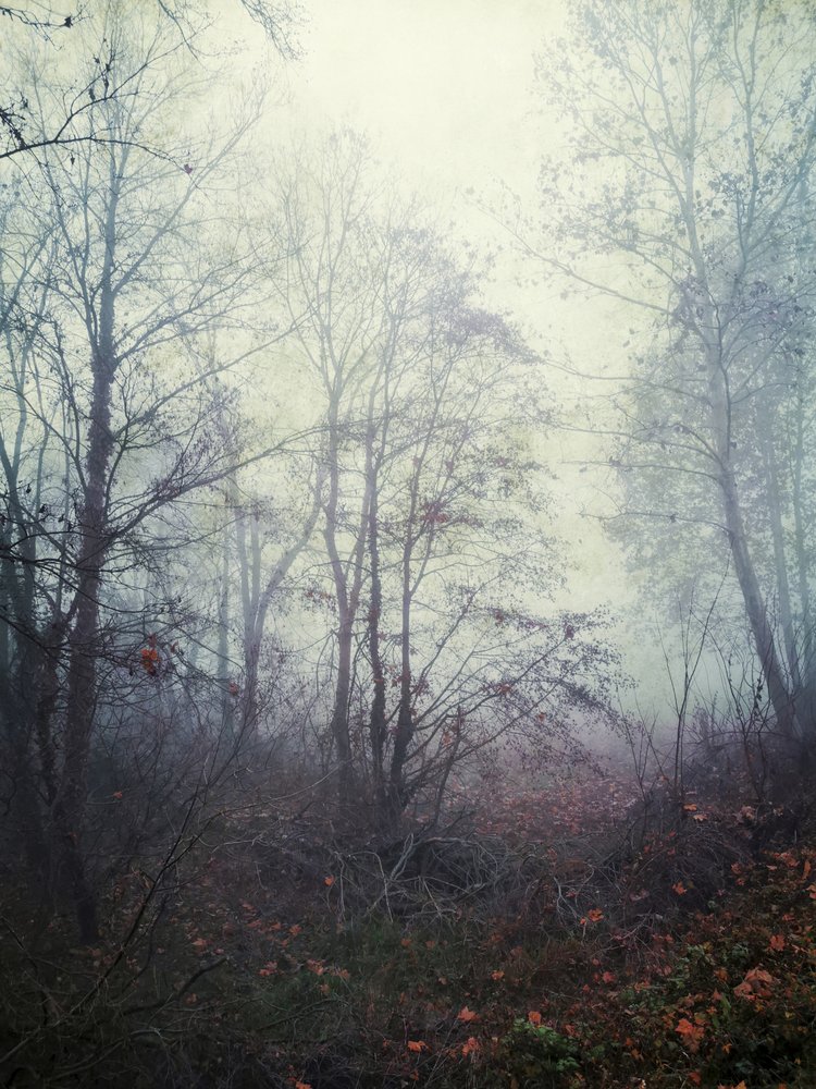 Ethereal Forest Mist by Angelo Cerantola