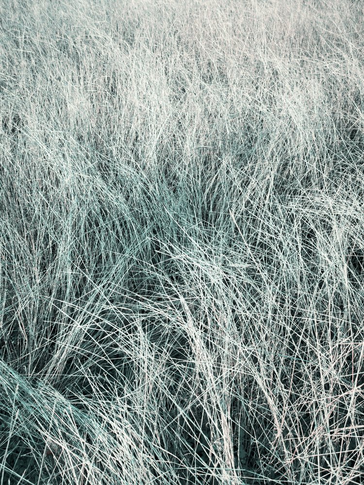 Flowing Silver Grass by Angelo Cerantola