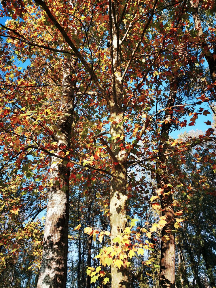 Golden Autumn Trees by Angelo Cerantola