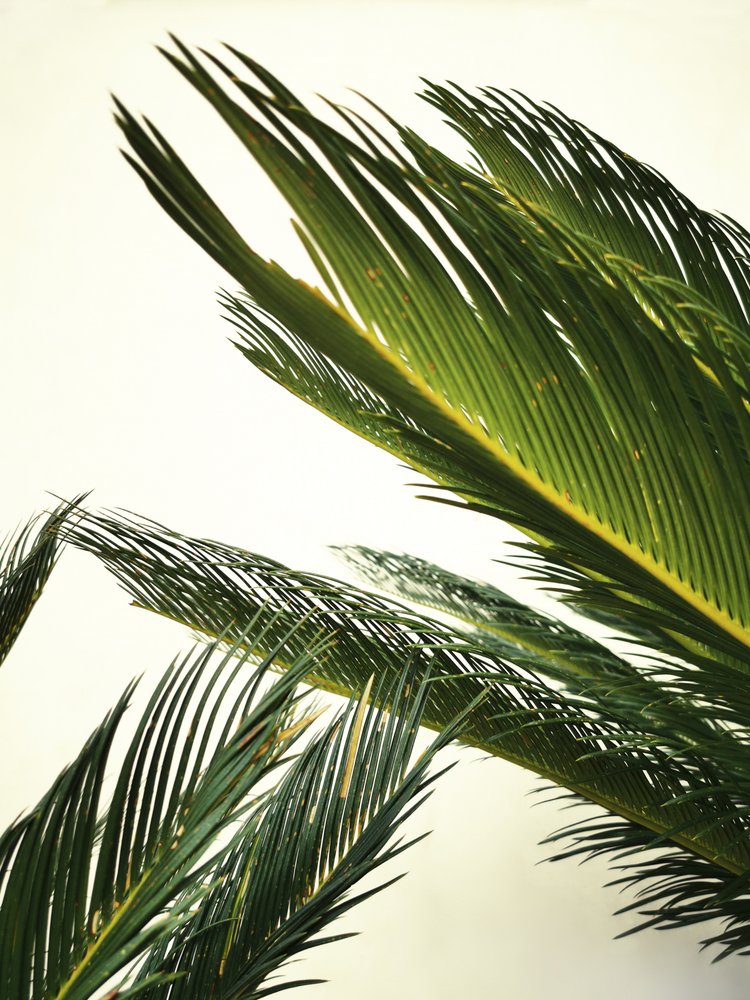 Lush Tropical Leaves by Angelo Cerantola