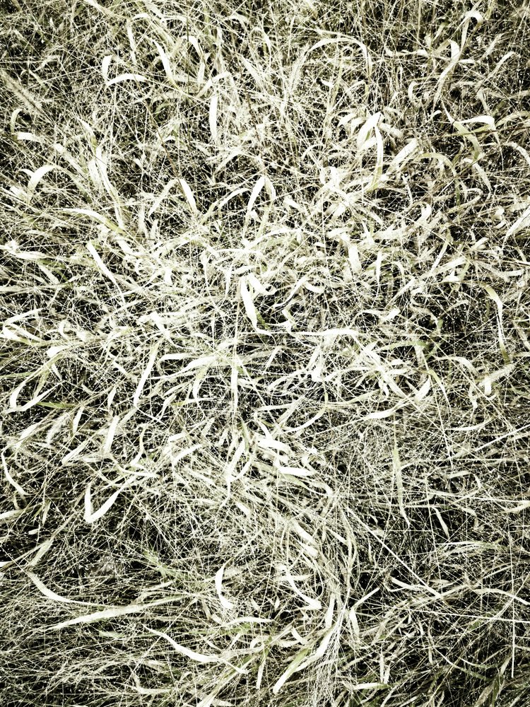 Textured Field Grass by Angelo Cerantola