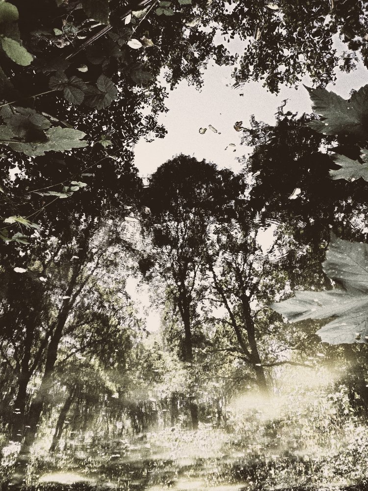 Tranquil Forest Reflection by Angelo Cerantola