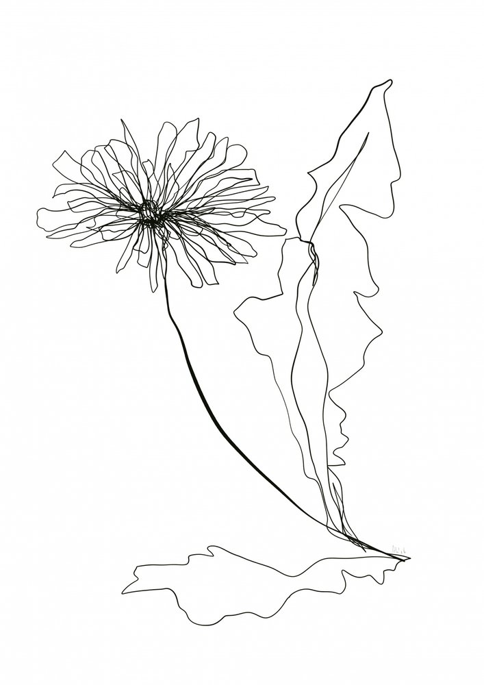 Dandelion Line Art by Ankie Kooi