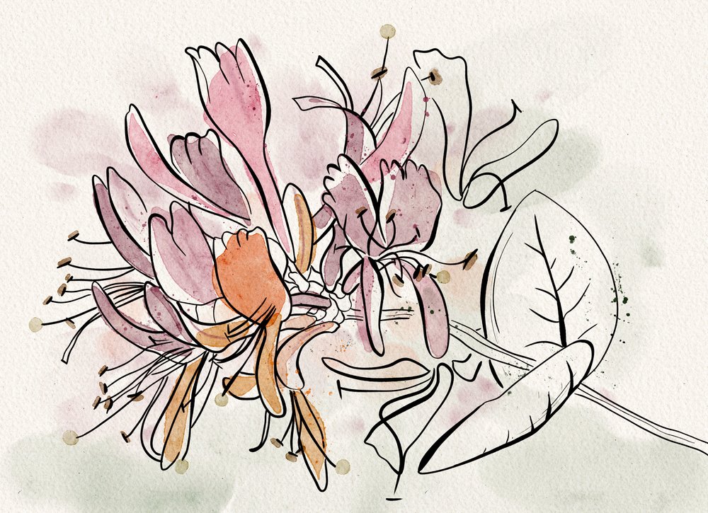 Soft Honeysuckle Flowers by Ankie Kooi