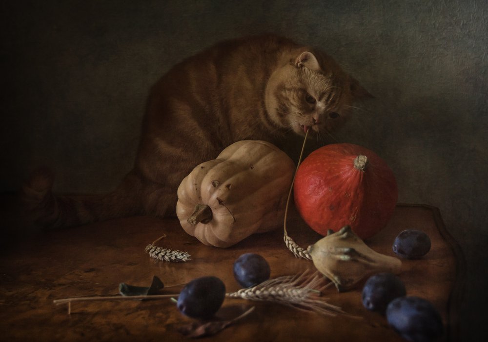 Curious Cat Harvest by Anna Petina