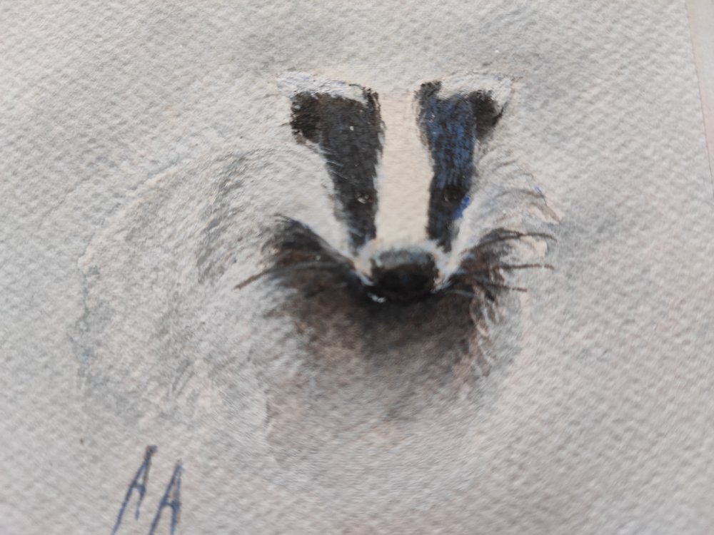 Gray Badger Gaze by Annette Armitage