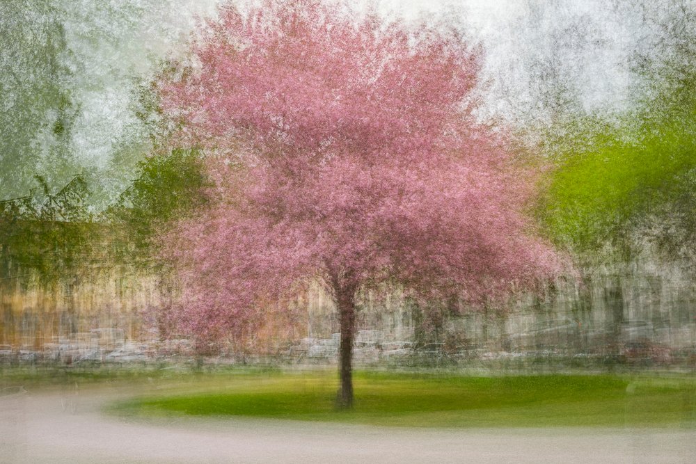 Blurred Pink Spring Tree by Arne Östlund