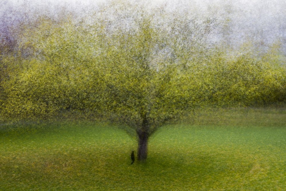 Dreamy Green Tree by Arne Östlund