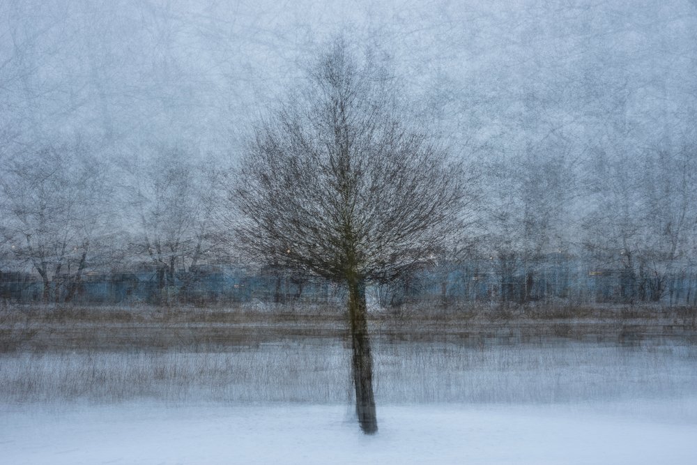 Winter Dream Tree by Arne Östlund