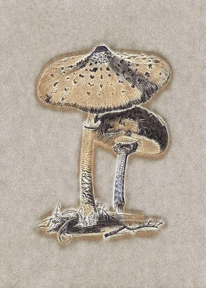 Hand Drawn Parasol Mushroom Brown by Biodiversity Heritage Library.