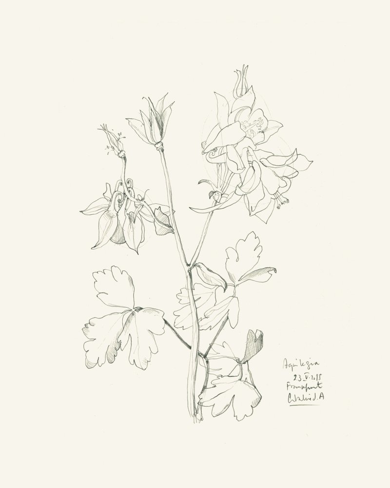Botanical Columbine Drawing by Catalina Somolinos