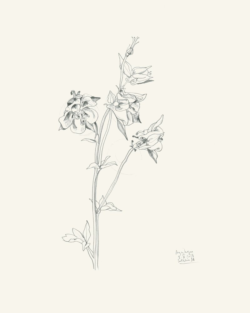 Columbine Flower Sketch by Catalina Somolinos