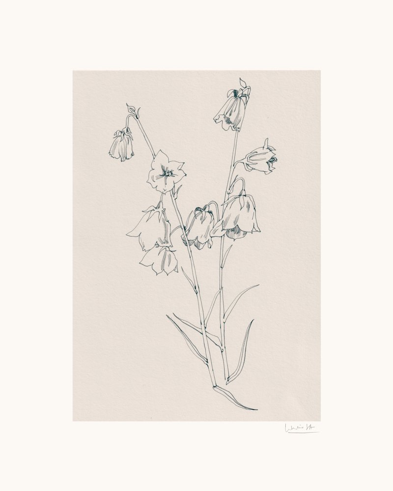 Delicate Bellflowers Drawing by Catalina Somolinos