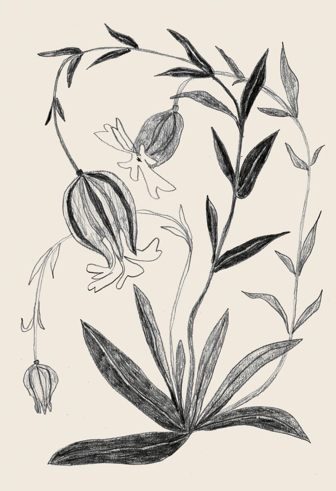 Delicate Botanical Sketch by Catalina Somolinos