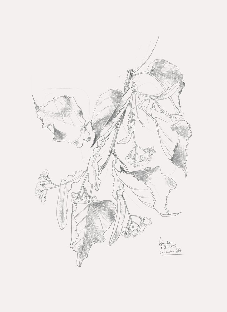 Delicate Linden Sketch by Catalina Somolinos
