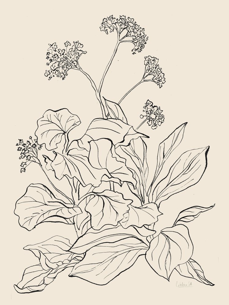 Elegant Botanical Drawing by Catalina Somolinos