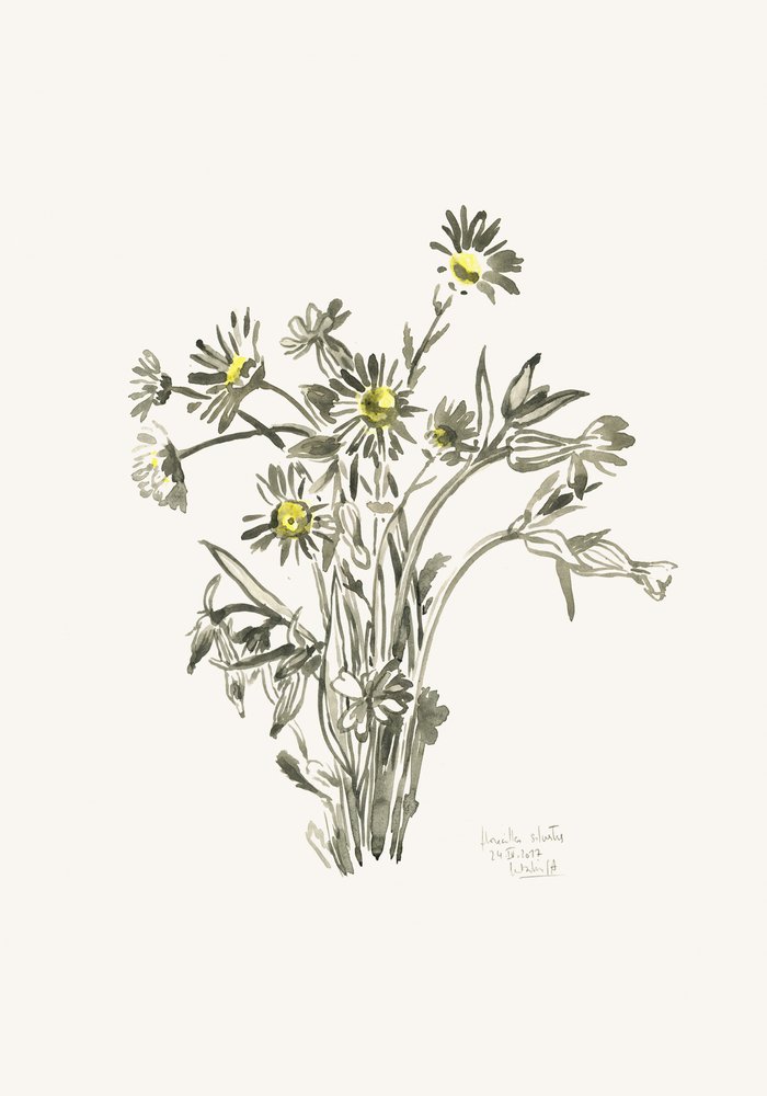 Fresh Daisy Sketch by Catalina Somolinos