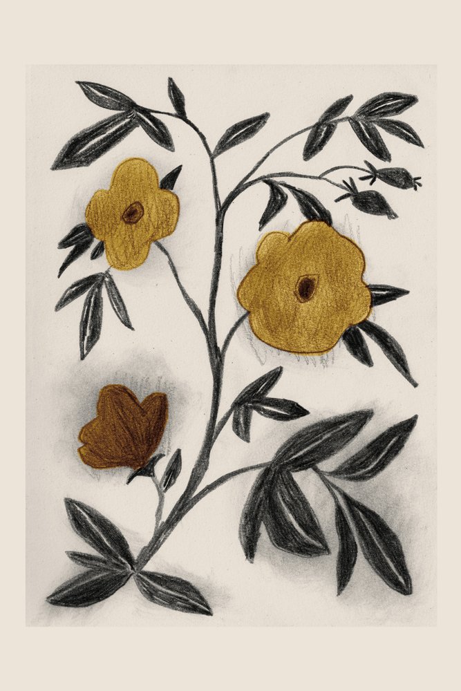 Golden Botanical Sketch by Catalina Somolinos