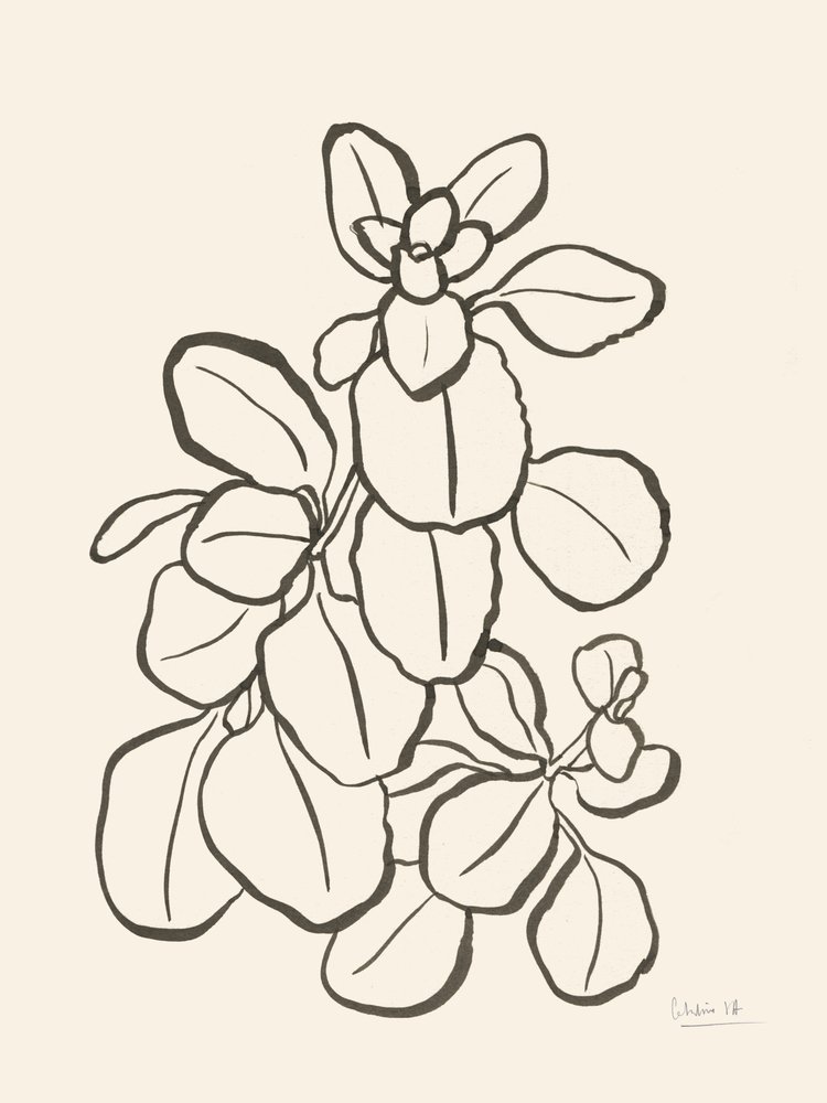 Organic Leaf Drawing by Catalina Somolinos