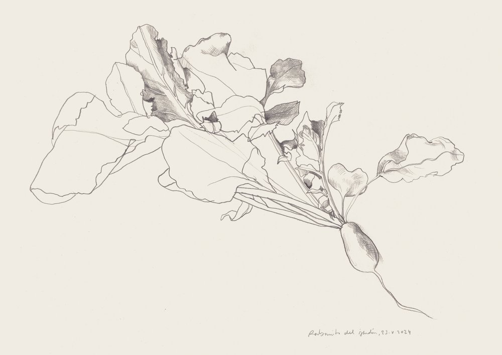 Radish Botanical Drawing by Catalina Somolinos