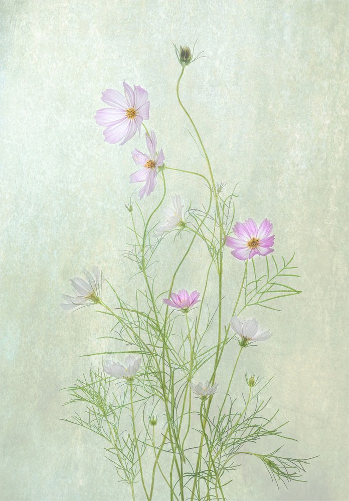 Delicate Cosmos Blooms by Catherine Wang