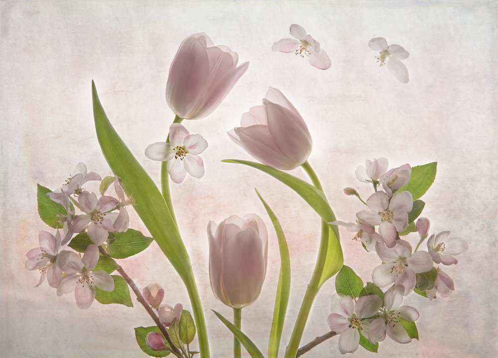 Soft Pink Tulips Blossoms by Catherine Wang