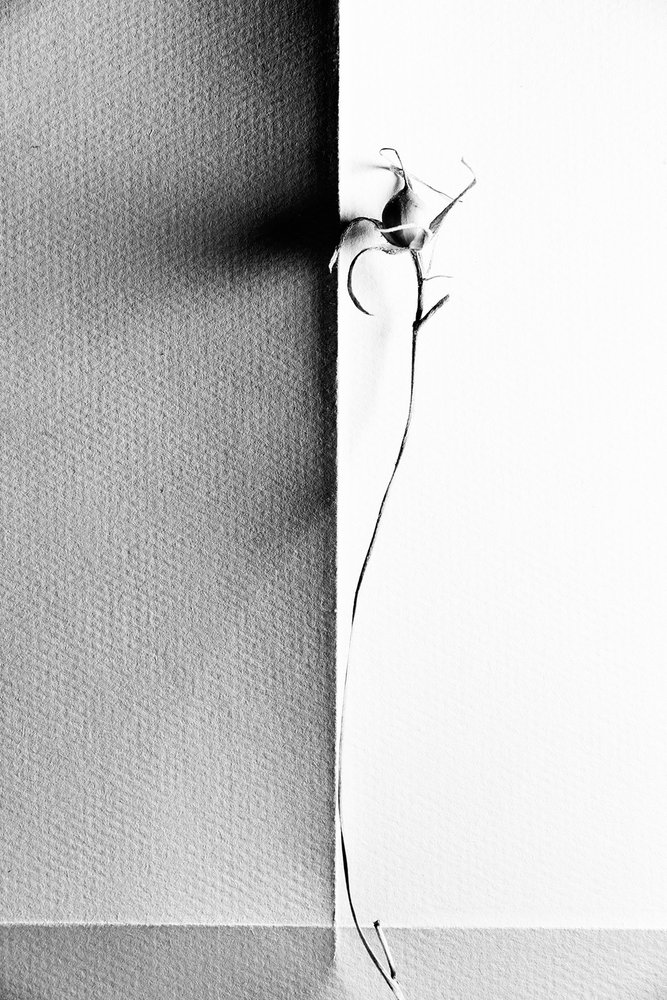 Delicate Plant Shadow by Chen Hongzhou
